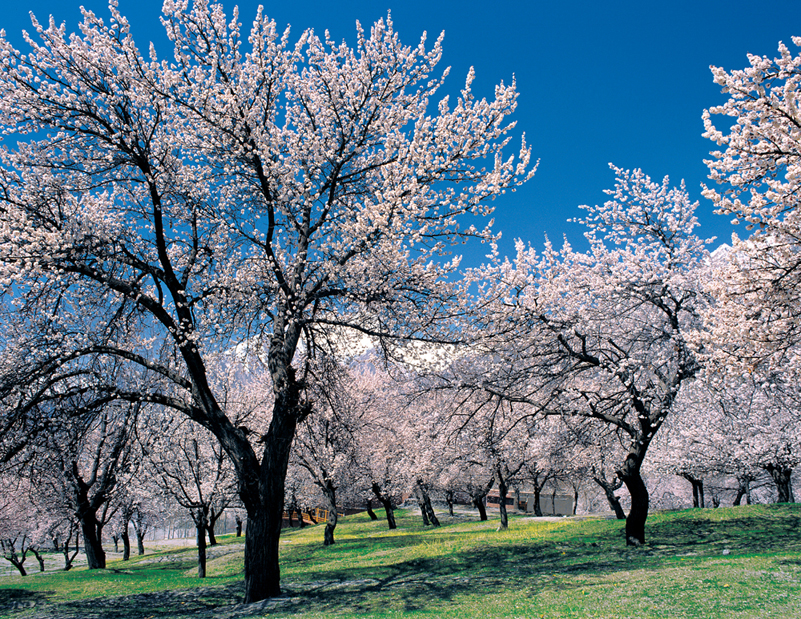 Hunza Cherry & Apricot Blossom Tour 